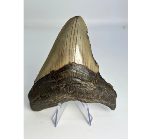 Dente di megalodonte ''The First Weapon'' (VS) - 11,3 cm