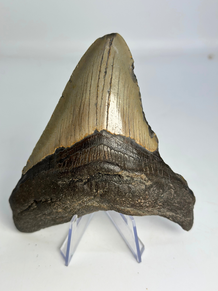 Dent de mégalodon ''The First Weapon'' (VS) - 11,3 cm