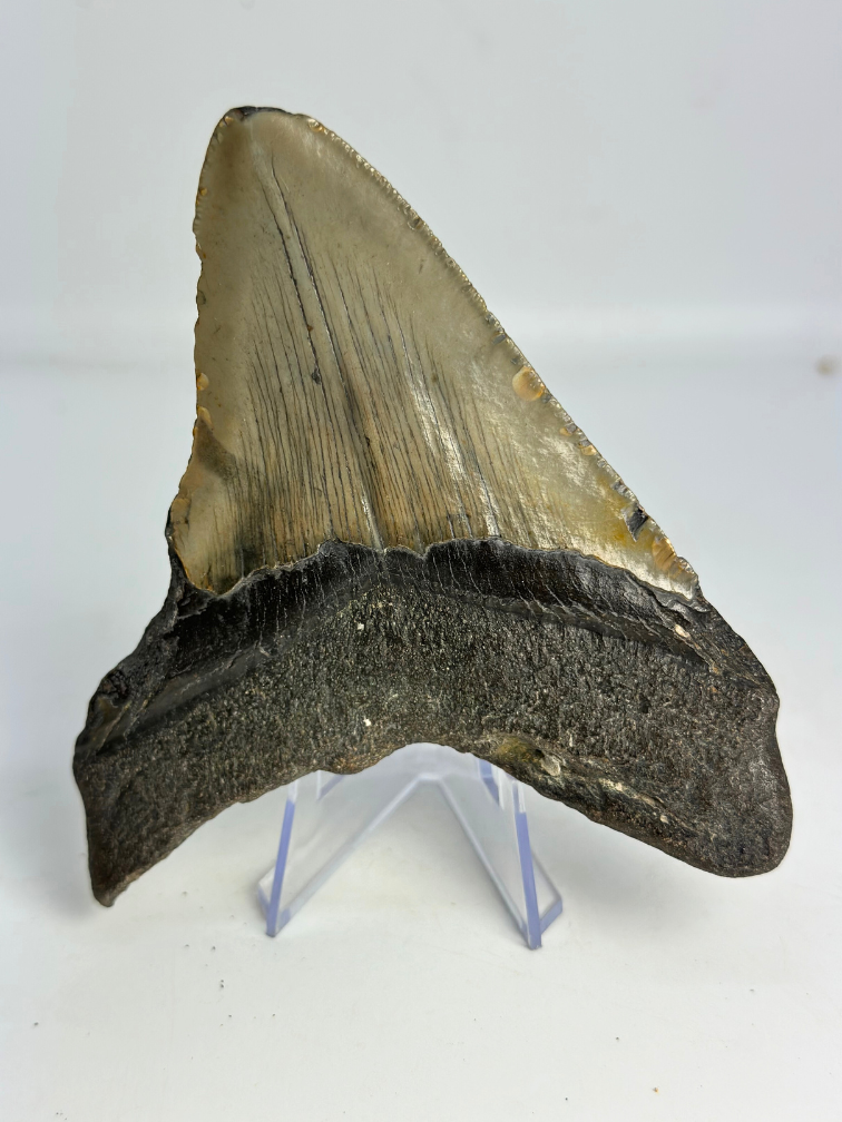 Dent de mégalodon ''The First Weapon'' (VS) - 11,3 cm