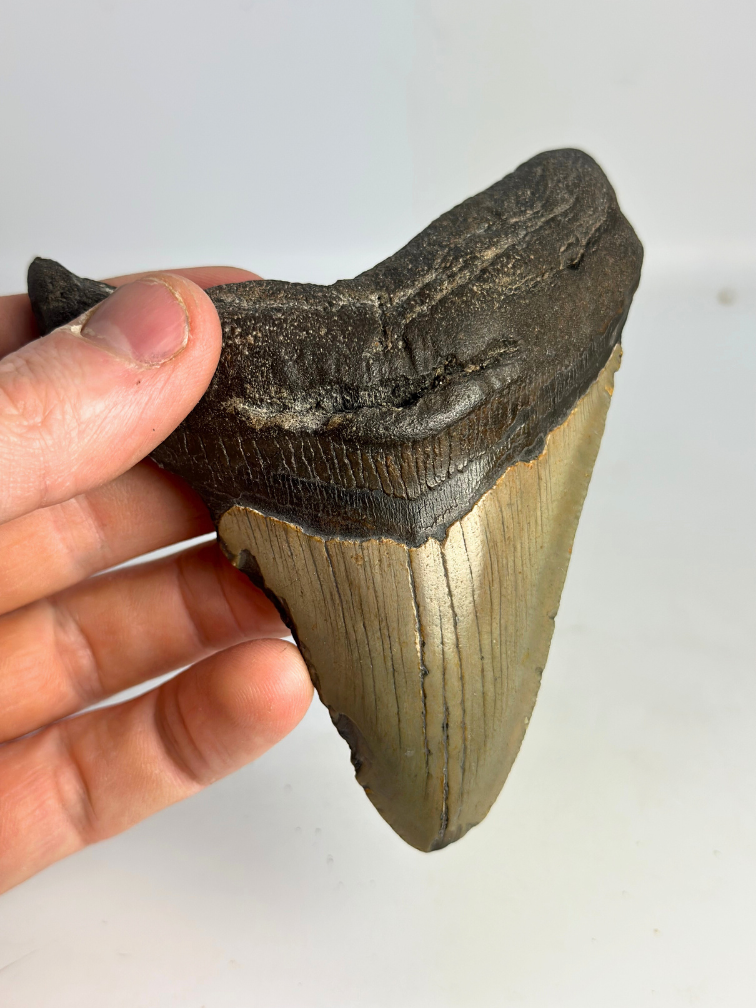 Dent de mégalodon ''The First Weapon'' (VS) - 11,3 cm