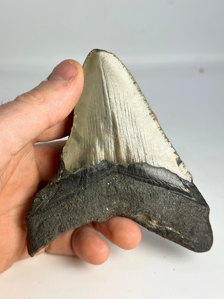 Dent de mégalodon ''The First Weapon'' (VS) - 11,3 cm