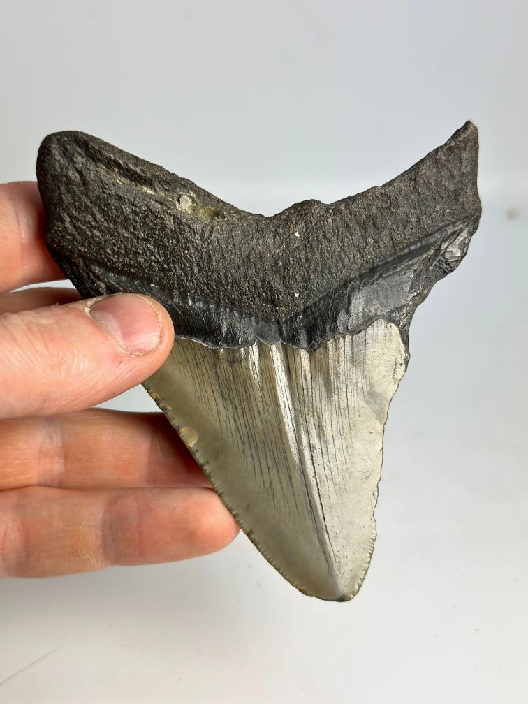 Megalodon-Zahn "The First Weapon" (VS) - 11,3 cm