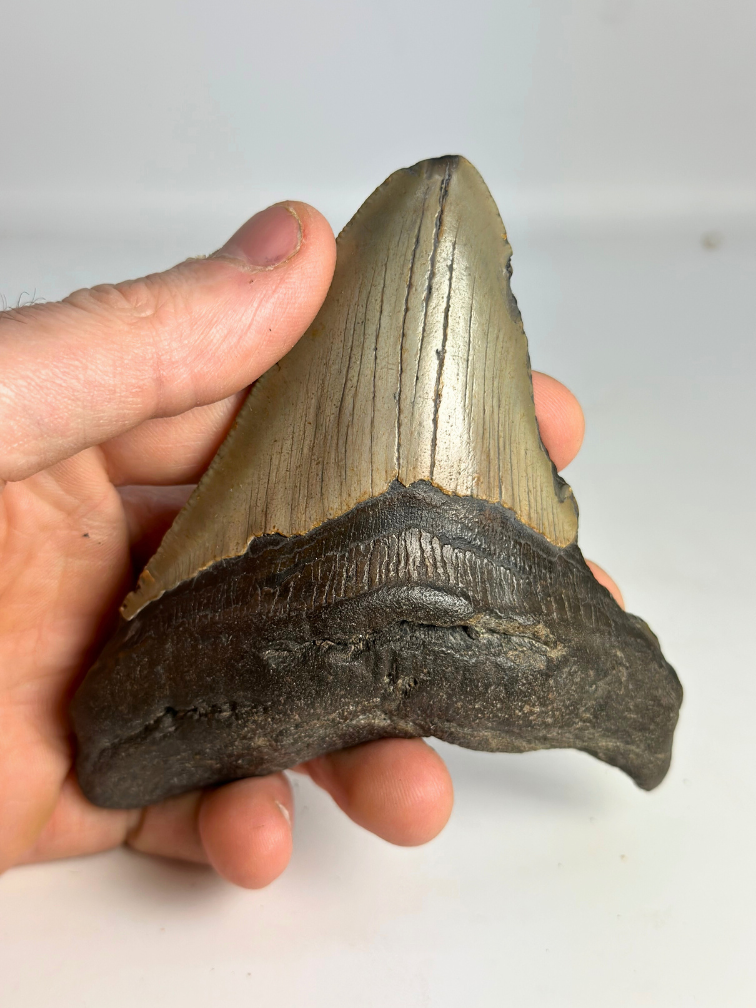 Dent de mégalodon ''The First Weapon'' (VS) - 11,3 cm