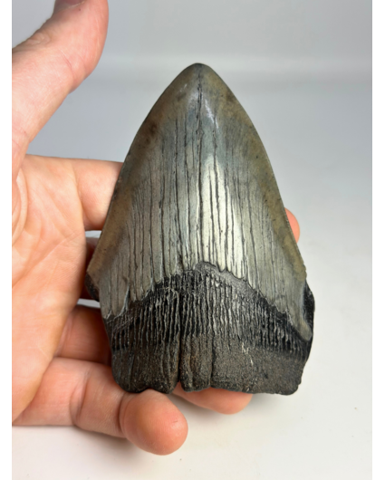 Megalodon tooth ''Shard of Demolition'' (USA) - 10,3 cm
