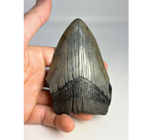 Diente de Megalodon ''Shard of Demolition'' (USA) - 10,3 cm