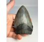 Dente di Megalodon ''Shard of Demolition'' (USA) - 10,3 cm