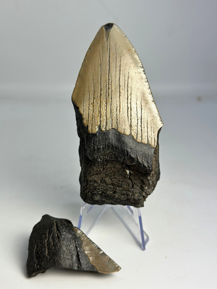 Megalodon tooth ''Broken Soul'' (US) - 11,1 cm