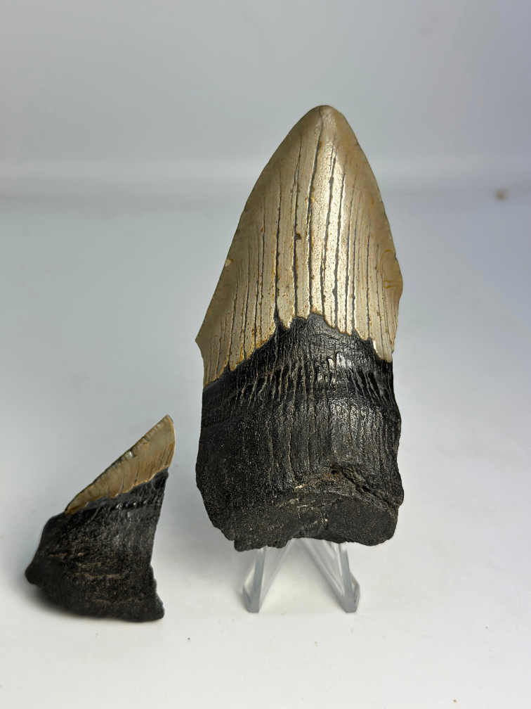 Megalodon tand ''Broken Soul'' (VS) - 11,1 cm