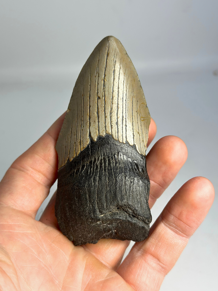 Megalodon tooth ''Broken Soul'' (US) - 11,1 cm