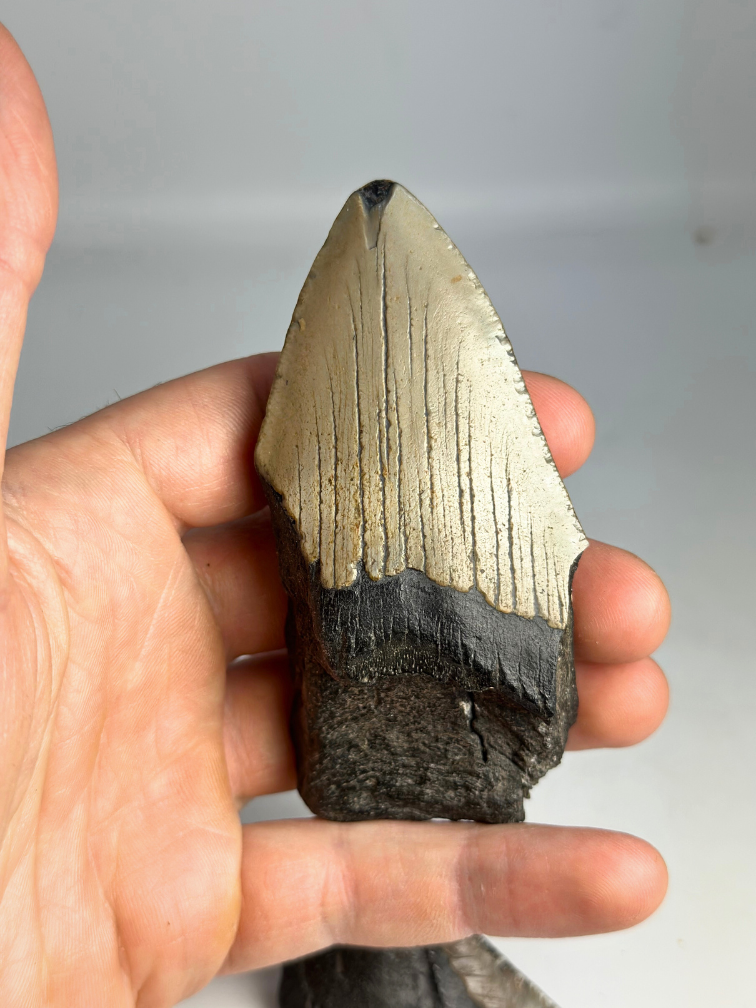 Megalodon tand ''Broken Soul'' (VS) - 11,1 cm