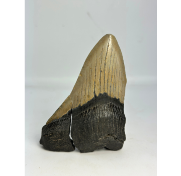 Diente de Megalodon ''Broken Soul'' (US) - 11,1 cm