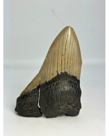Dente di Megalodon ''Broken Soul'' (USA) - 11,1 cm