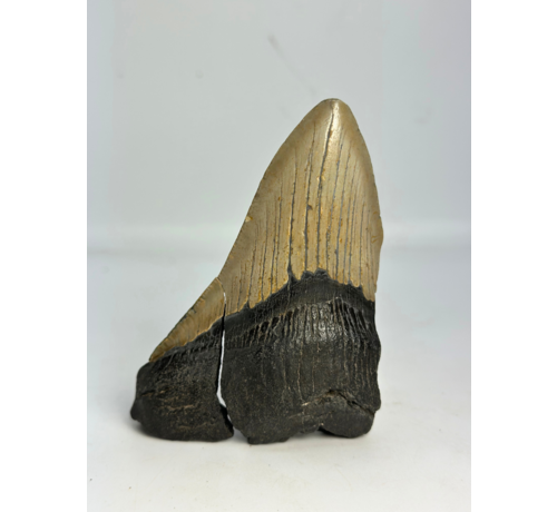 Dent de mégalodon ''Broken Soul'' (US) - 11,1 cm