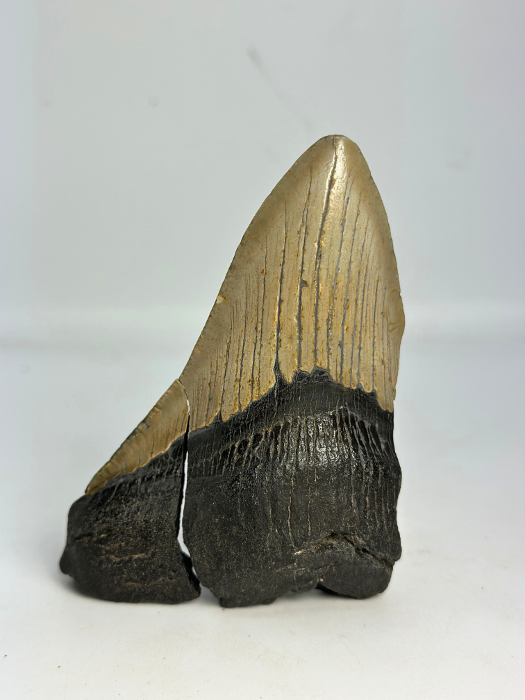 Megalodon tand ''Broken Soul'' (VS) - 11,1 cm