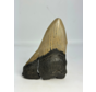 Dente di Megalodon ''Broken Soul'' (USA) - 11,1 cm