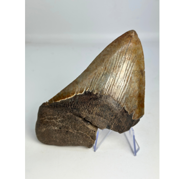 Dent de Megalodon « Stone Guardian» (US) - 13 cm