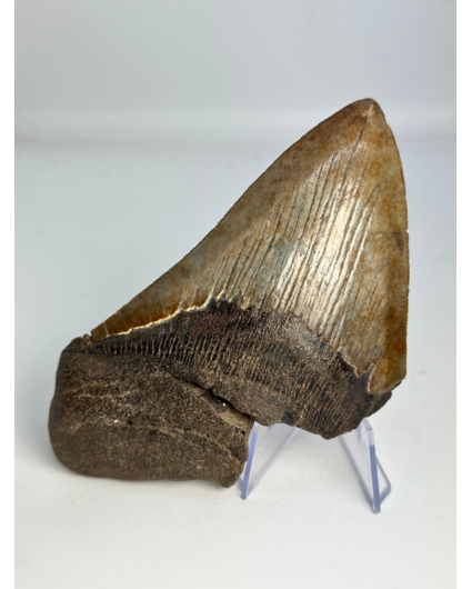 Dente di Megalodon “Stone Guardian” (USA) - 13 cm
