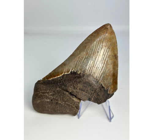 Megalodon-Zahn „Stone Guardian“ (US) - 13 cm