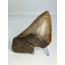 Dente di Megalodon “Stone Guardian” (USA) - 13 cm