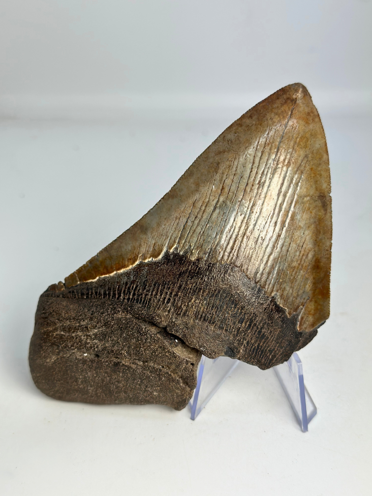 Megalodon tand "Stone Guardian" (VS) - 13 cm
