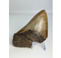 Megalodon-Zahn „Stone Guardian“ (US) - 13 cm