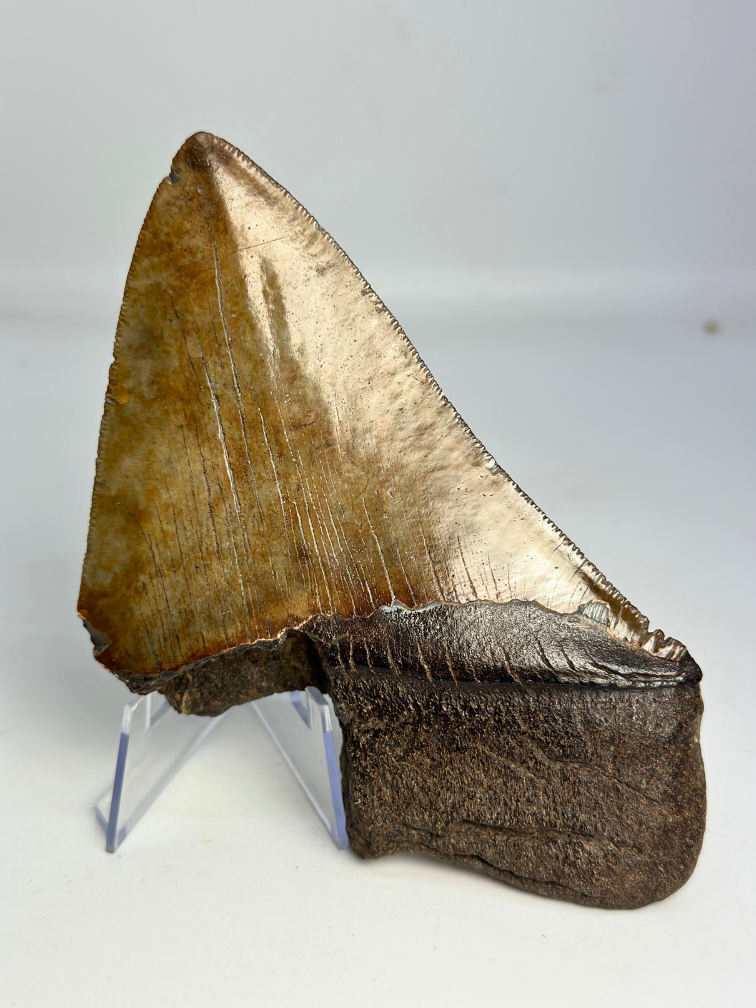Diente de Megalodon «Stone Guardian» (US) - 13 cm