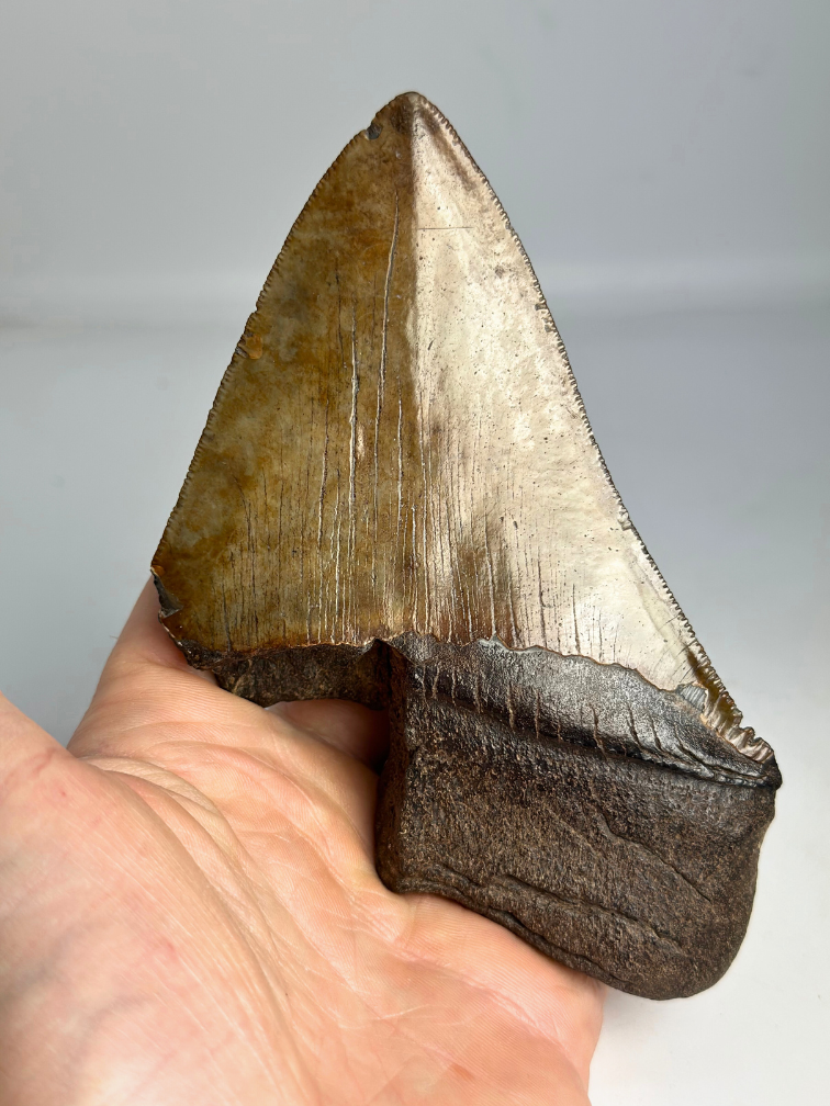 Dente di Megalodon “Stone Guardian” (USA) - 13 cm
