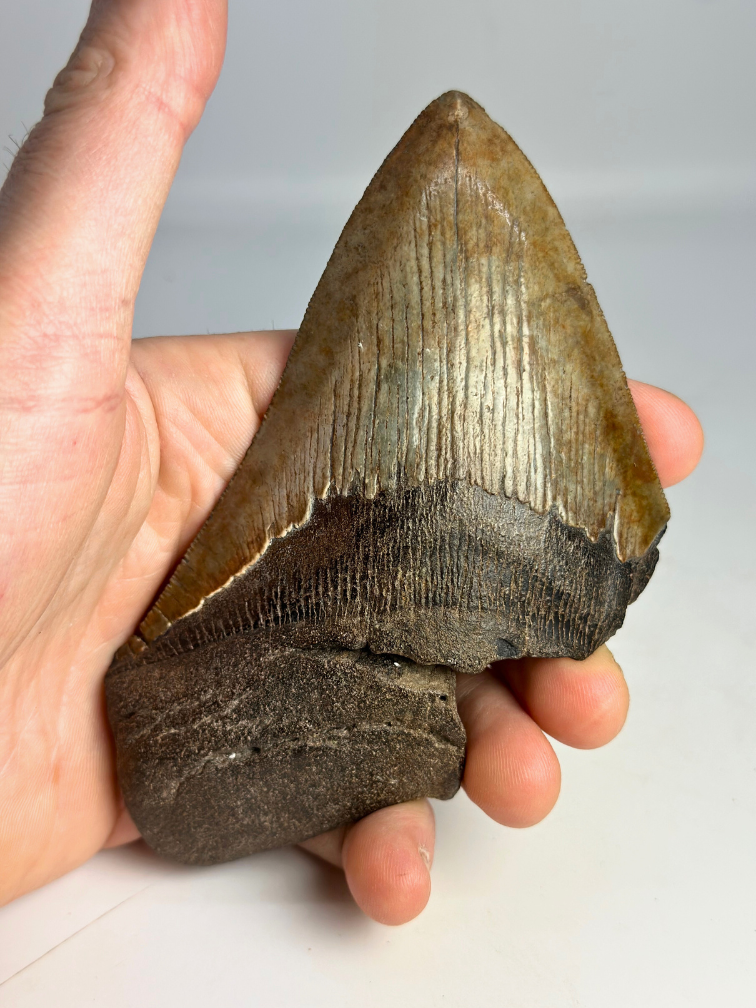 Diente de Megalodon «Stone Guardian» (US) - 13 cm