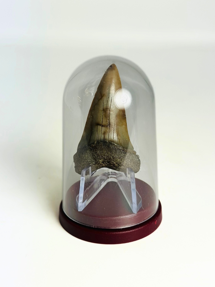 Cadeautip Haaientand in Stolpje "Legion" | 4,8 cm