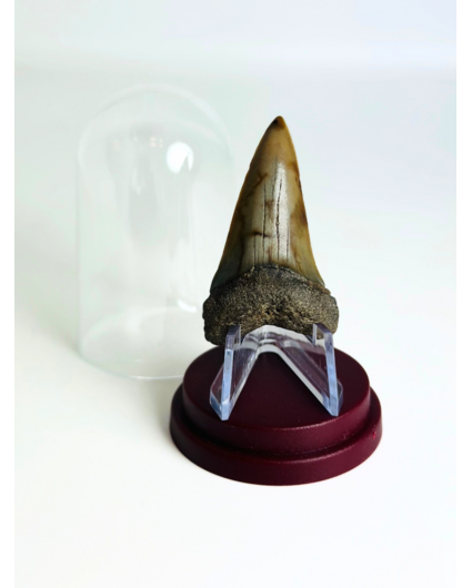 Dente di Squalo "Legion" | 4,8 cm