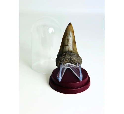 Hai-Zahn "Legion" | 4,8 cm