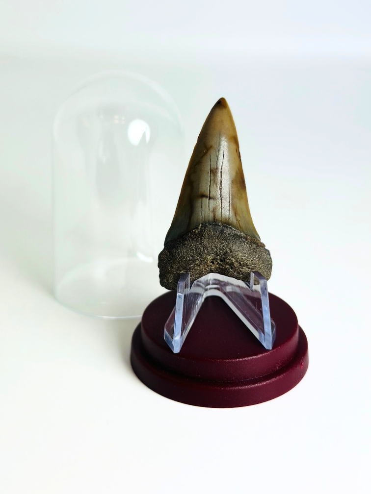Diente de  Tiburón "Legion" | 4,8 cm