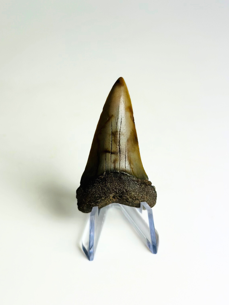 Cadeautip Haaientand in Stolpje "Legion" | 4,8 cm