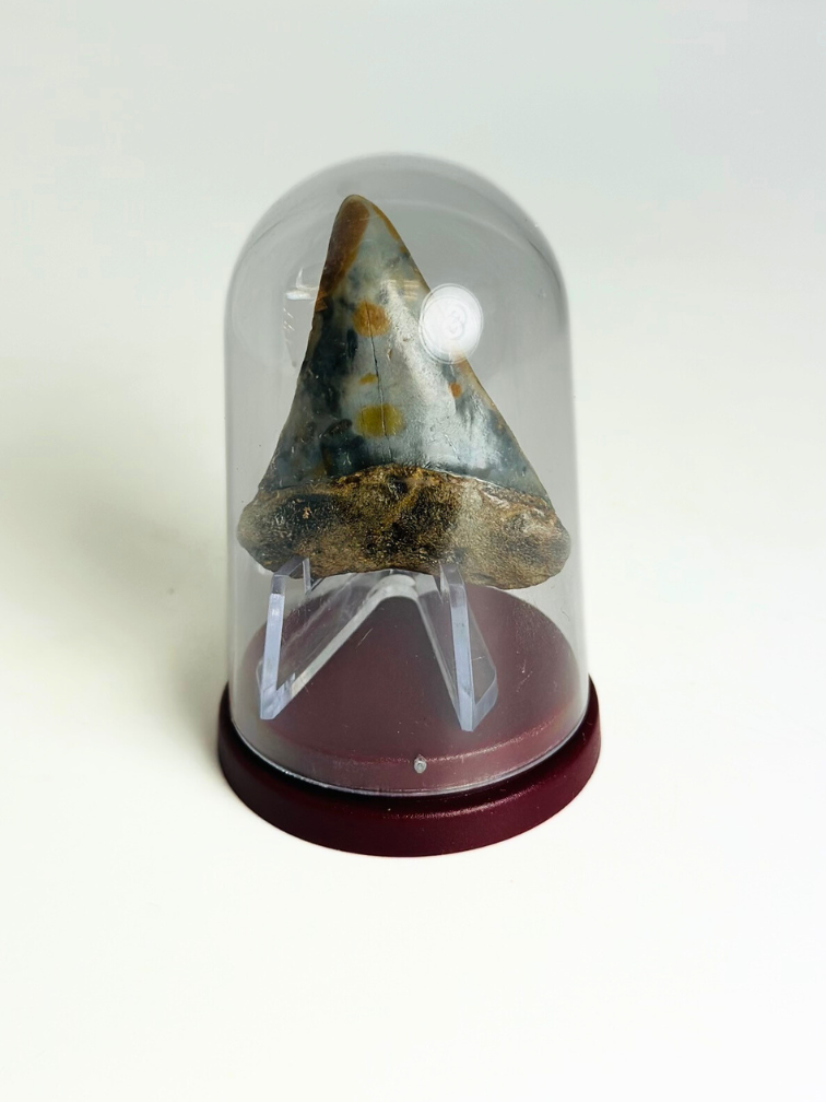 Cadeautip Haaientand in Stolpje "Whisker" | 4,8 cm