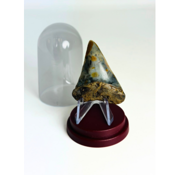 Shark Tooth "Whisker" | 4,8 cm