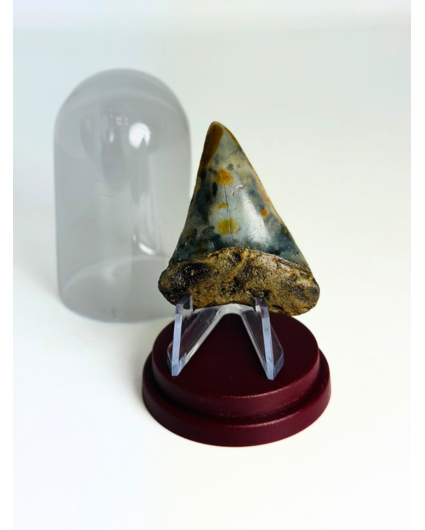 Shark Tooth "Whisker" | 4,8 cm