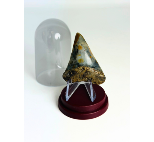 Shark Tooth "Whisker" | 4,8 cm