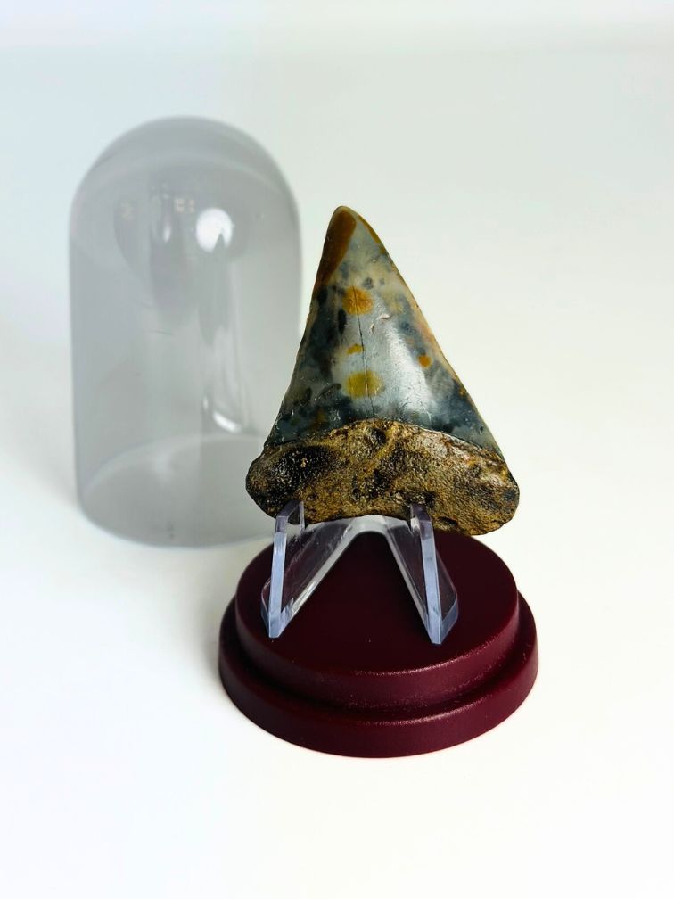 Dente di  Squalo "Whisker" | 4,8 cm