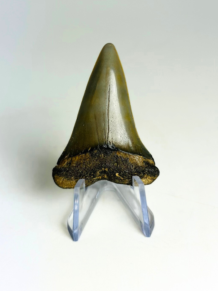 Dent de Requin "Nurse" | 4,6 cm