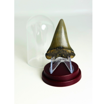 Cadeautip Haaientand in Stolpje "Nurse" | 4,6 cm