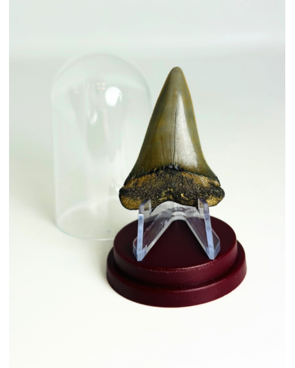 Dente di  Squalo "Nurse" | 4,6 cm
