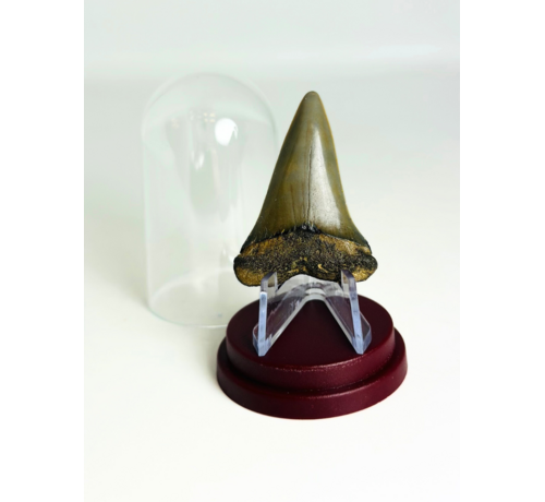Dente di  Squalo "Nurse" | 4,6 cm