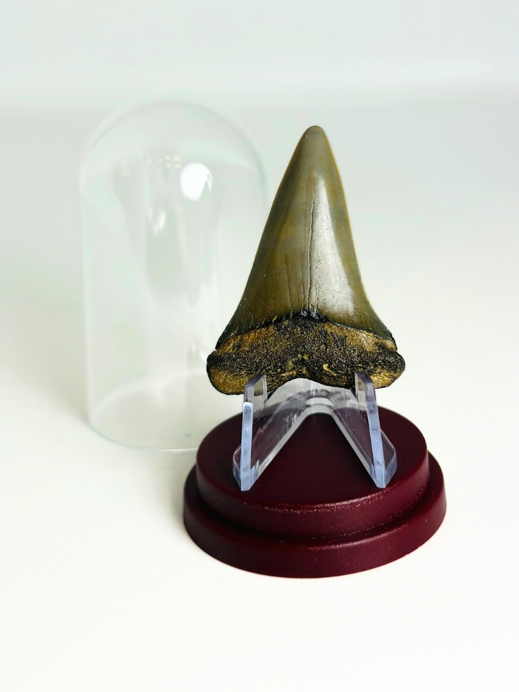 Diente de  Tiburón "Nurse" | 4,6 cm