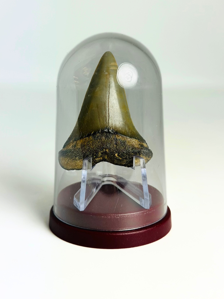 Cadeautip Haaientand in Stolpje "Nurse" | 4,6 cm