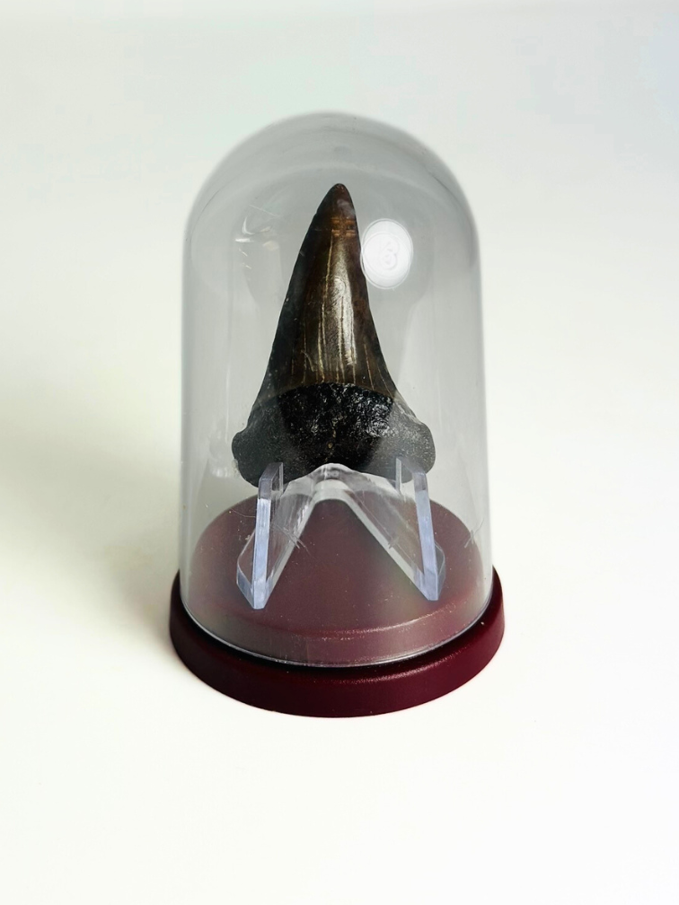 Diente de  Tiburón "Chuck" | 4,1 cm
