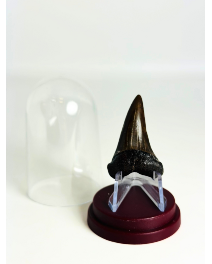Dent de Requin "Chuck" | 4,1 cm