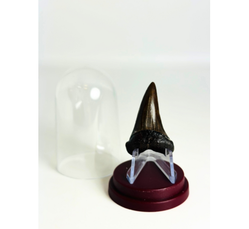 Hai-Zahn "Chuck" | 4,1 cm