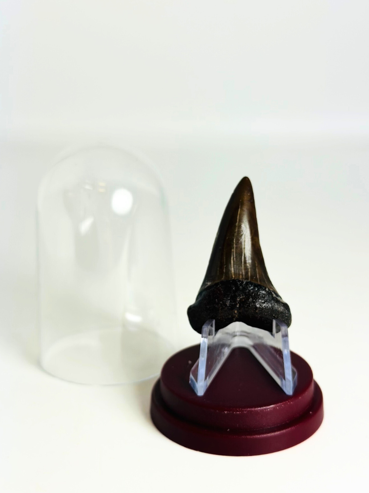 Dent de Requin "Chuck" | 4,1 cm