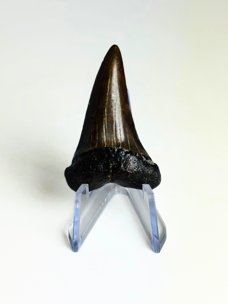 Dent de Requin "Chuck" | 4,1 cm