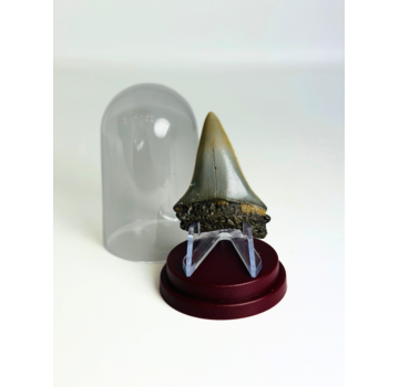 Dent de Requin "Wraith" | 4,6 cm